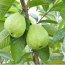Ổi lê ruột trắng thơm ngon an toàn
